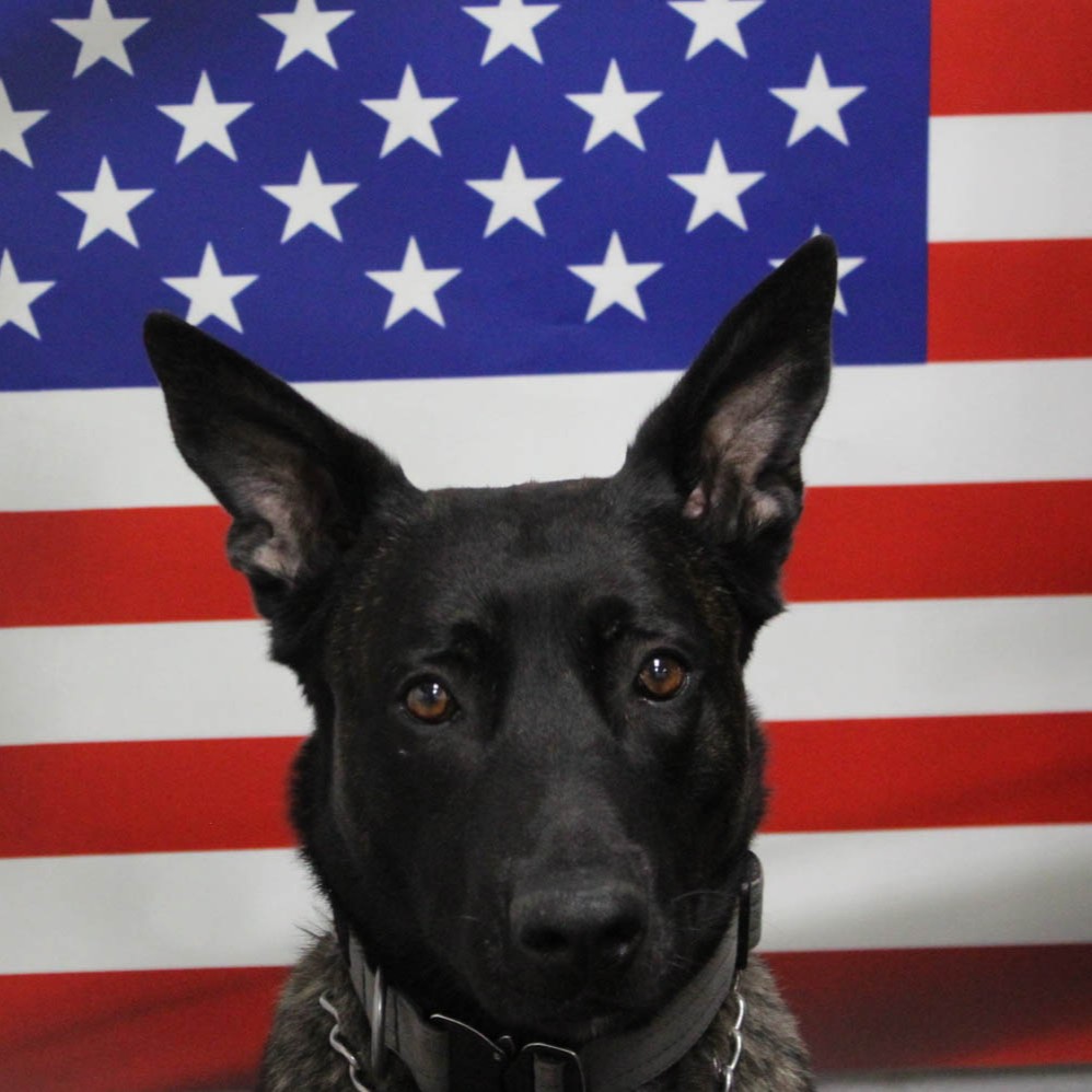 K-9 Deputy Dobby